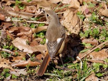 Daurian Redstart 横浜市立金沢自然公園 Mon, 2/12/2024