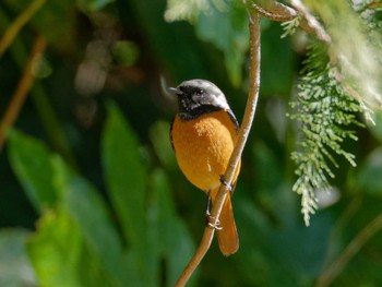 Daurian Redstart 横浜市立金沢自然公園 Mon, 2/12/2024