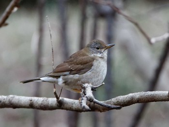 Pale Thrush 横浜市立金沢自然公園 Mon, 2/12/2024