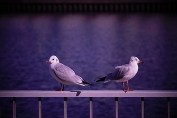 Black-headed Gull 横浜市 Fri, 11/23/2018