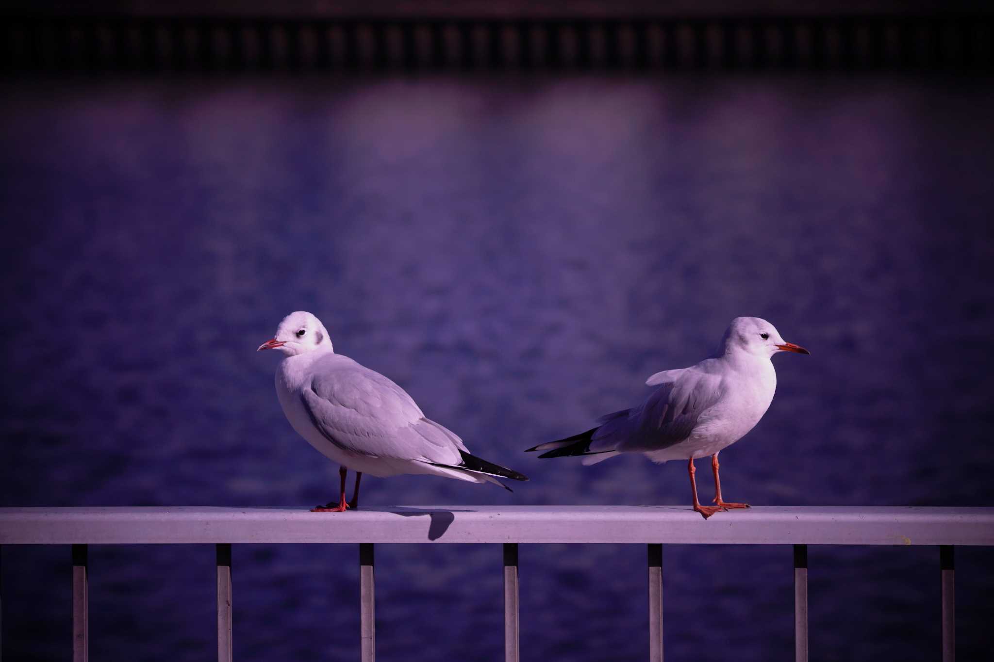 横浜市 ユリカモメの写真 by kc-birder