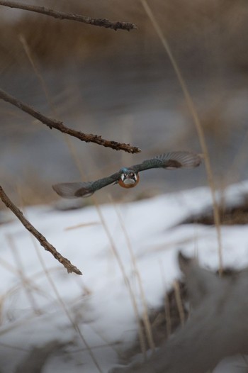 Common Kingfisher 荒川河川敷 Tue, 2/6/2024