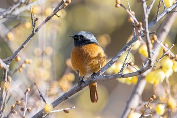 Daurian Redstart 宝登山 Sun, 2/11/2024