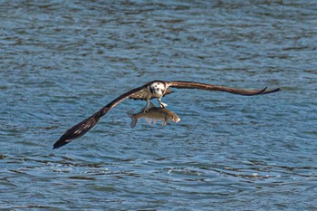 Osprey 島田川河口(山口県) Mon, 2/12/2024