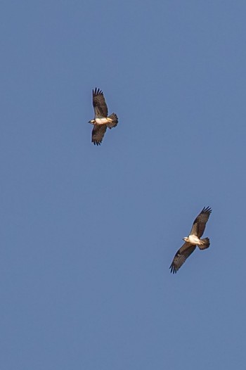 Tue, 2/13/2024 Birding report at 島田川河口(山口県)