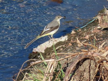 Grey Wagtail 秦野市 Tue, 2/13/2024