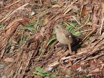 Daurian Redstart 秦野市 Tue, 2/13/2024