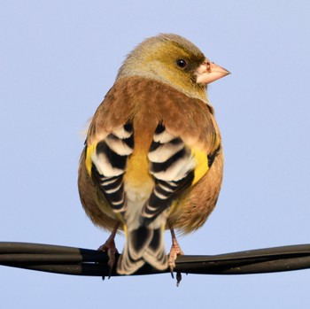 Oriental Greenfinch(kawarahiba) 岩手県 Wed, 1/31/2024