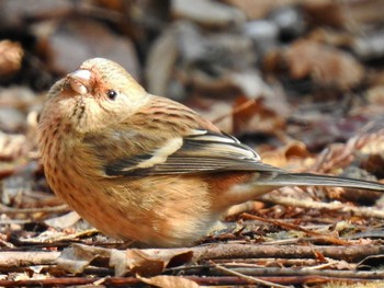 Siberian Long-tailed Rosefinch Hayatogawa Forest Road Sun, 2/11/2024