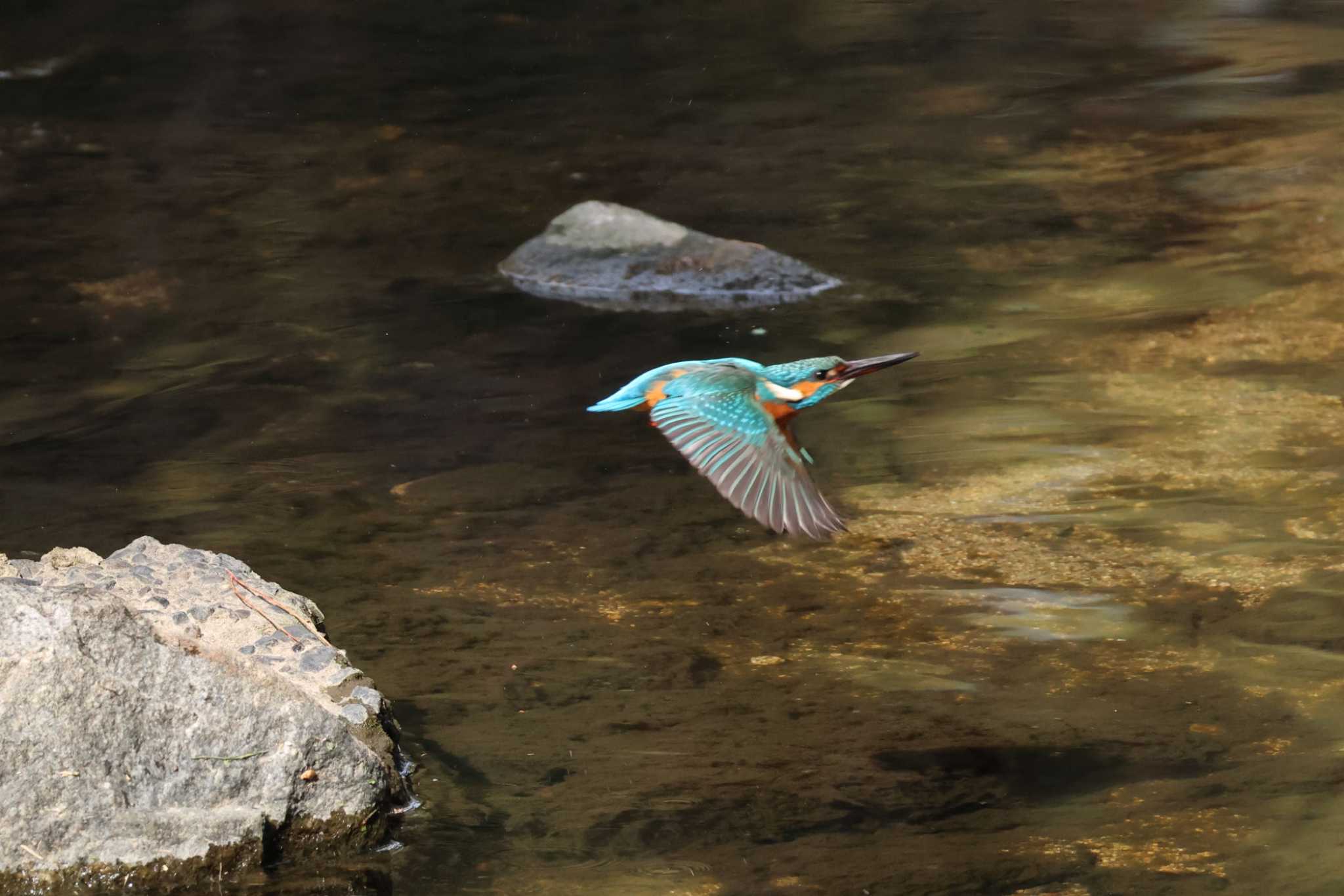 Photo of Common Kingfisher at 夙川河川敷緑地(夙川公園) by いわな