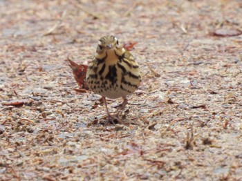 ビンズイ 神戸市立森林植物園 2024年2月6日(火)