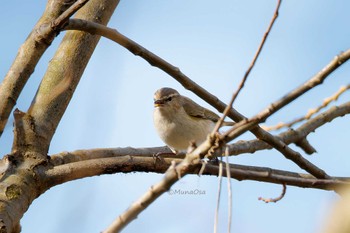 Common Chiffchaff Unknown Spots Fri, 1/26/2024