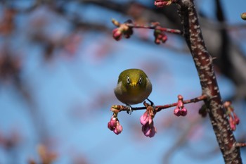 メジロ 丸池公園 2024年2月12日(月)