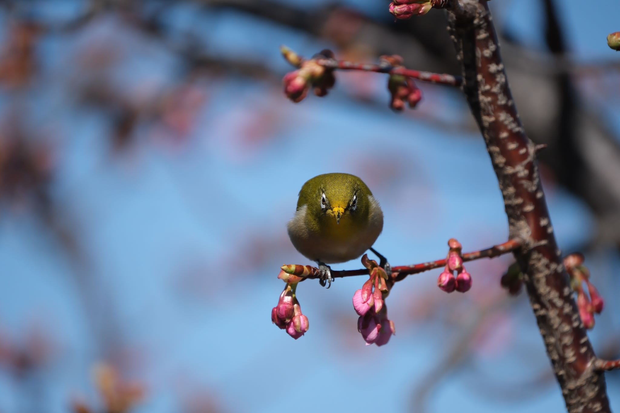 Photo of Warbling White-eye at 丸池公園 by ポン介