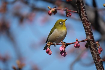 メジロ 丸池公園 2024年2月12日(月)