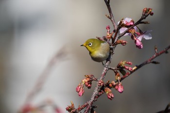 メジロ 丸池公園 2024年2月12日(月)