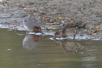 2018年11月23日(金) 滋賀県希望が丘文化公園の野鳥観察記録