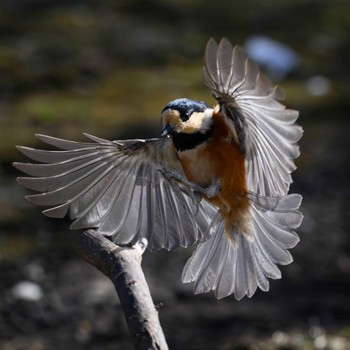 Varied Tit 追分市民の森 Mon, 2/12/2024