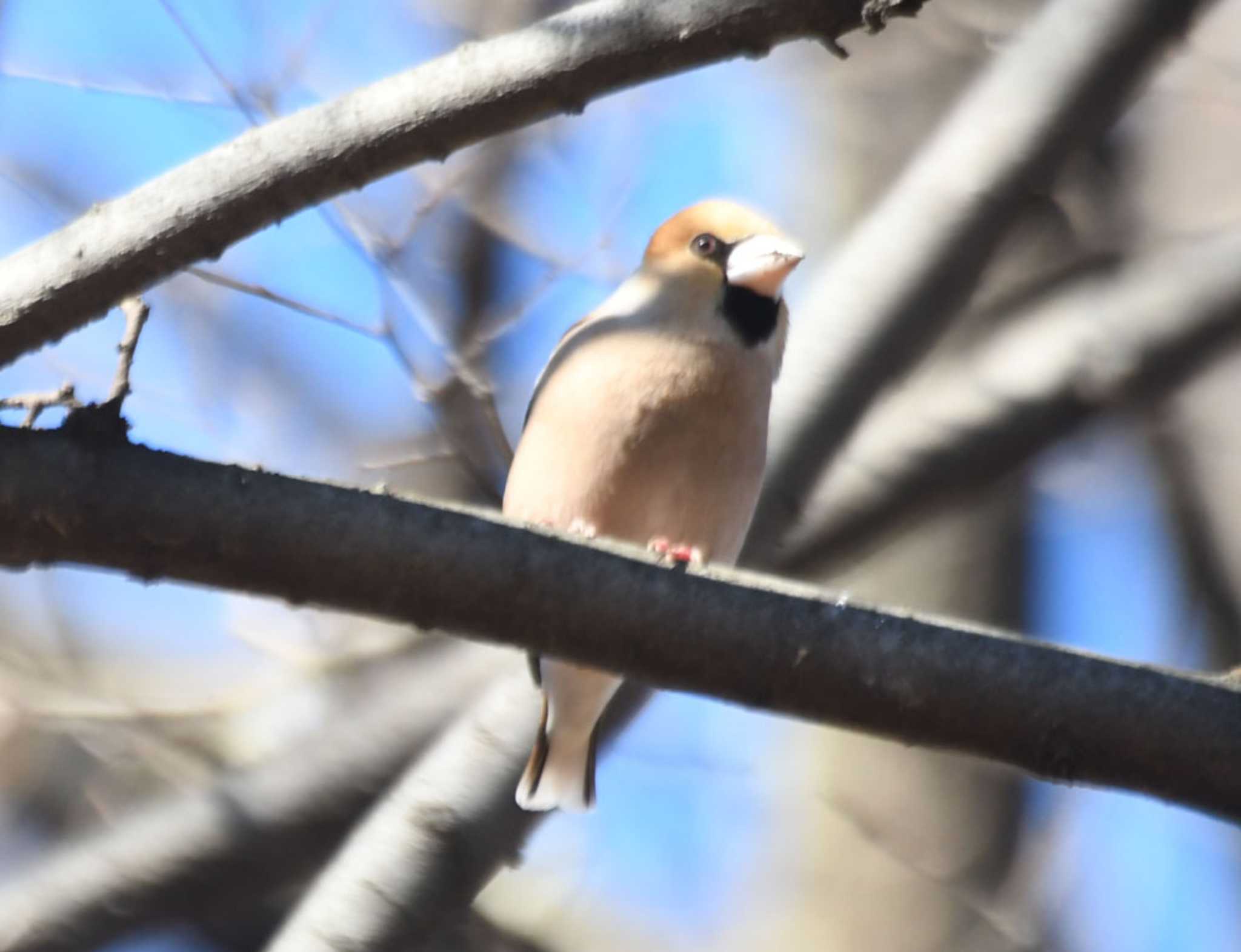 Hawfinch