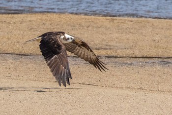 Osprey 島田川河口(山口県) Fri, 2/9/2024