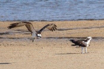 Osprey 島田川河口(山口県) Fri, 2/9/2024