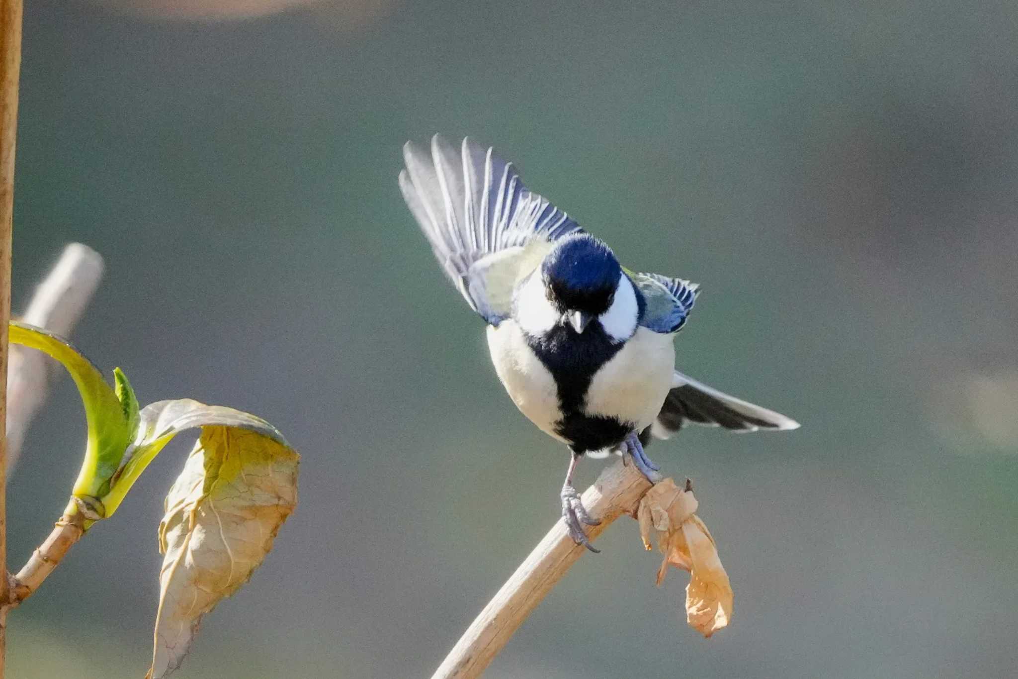 シジュウカラ