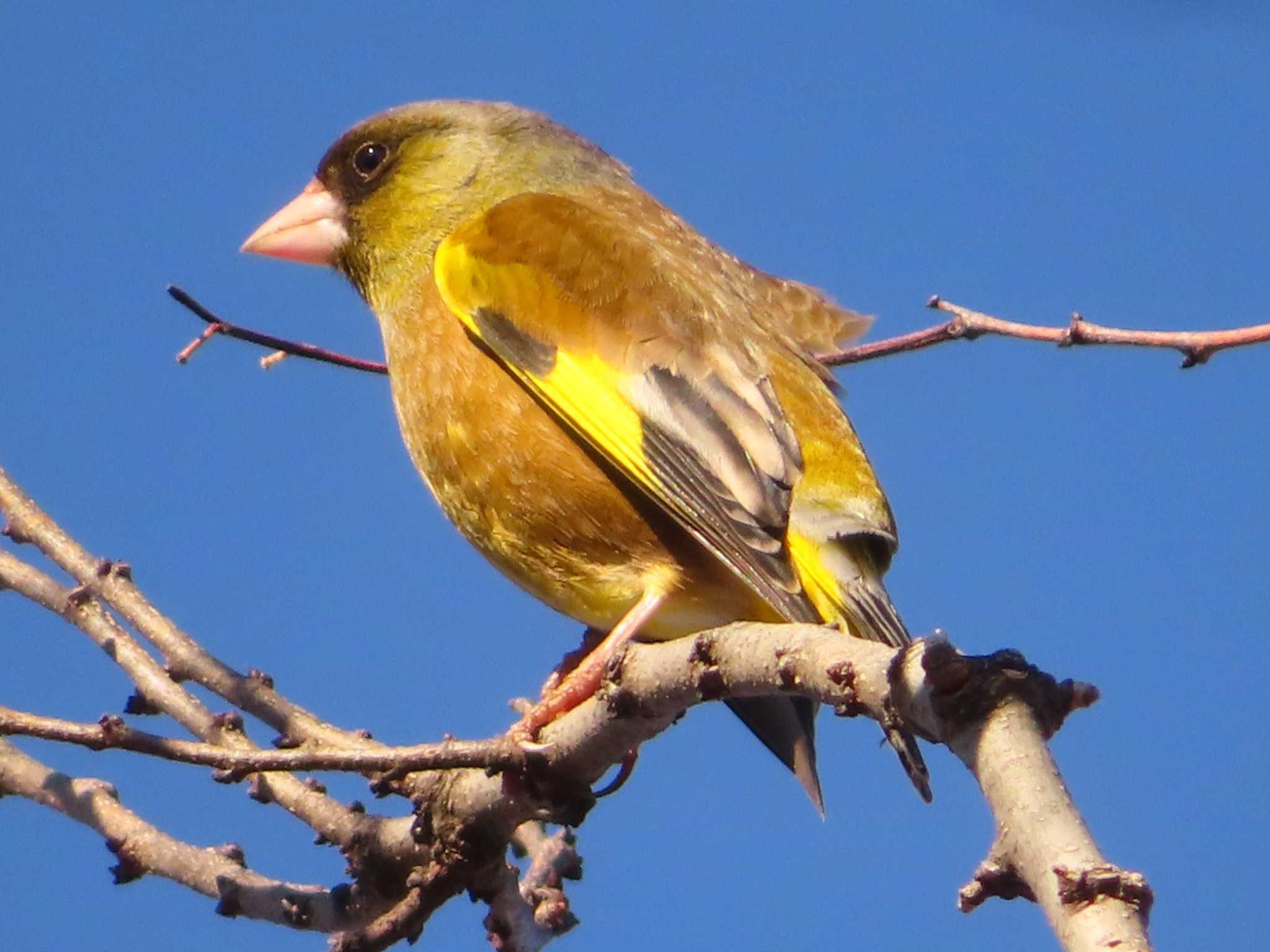 Grey-capped Greenfinch