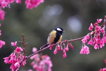 Green-backed Tit 阿里山国家森林遊楽区 Thu, 1/25/2024