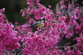 Green-backed Tit 阿里山国家森林遊楽区 Thu, 1/25/2024