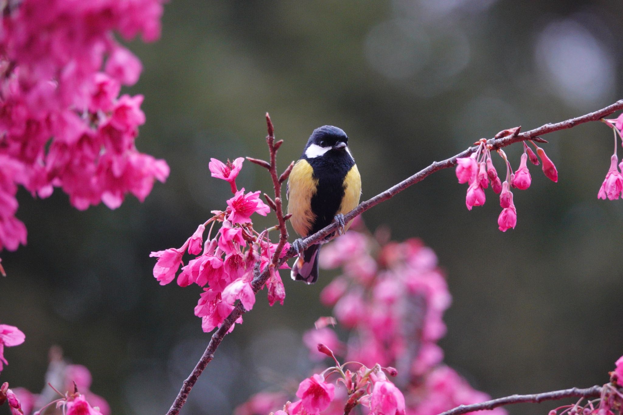 Photo of Green-backed Tit at 阿里山国家森林遊楽区 by のどか