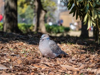 Oriental Turtle Dove 木場公園(江東区) Mon, 2/12/2024