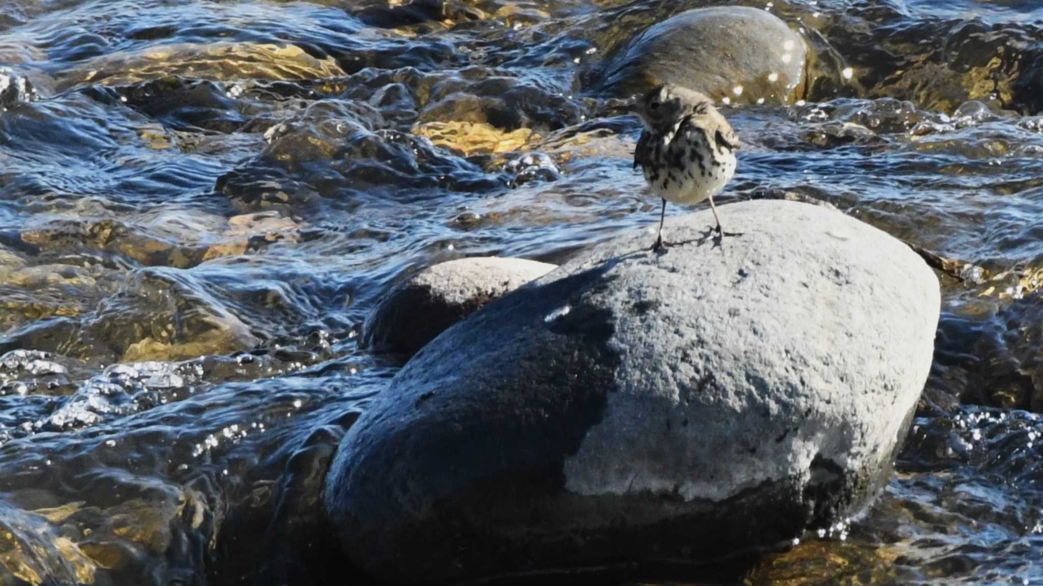 タヒバリ