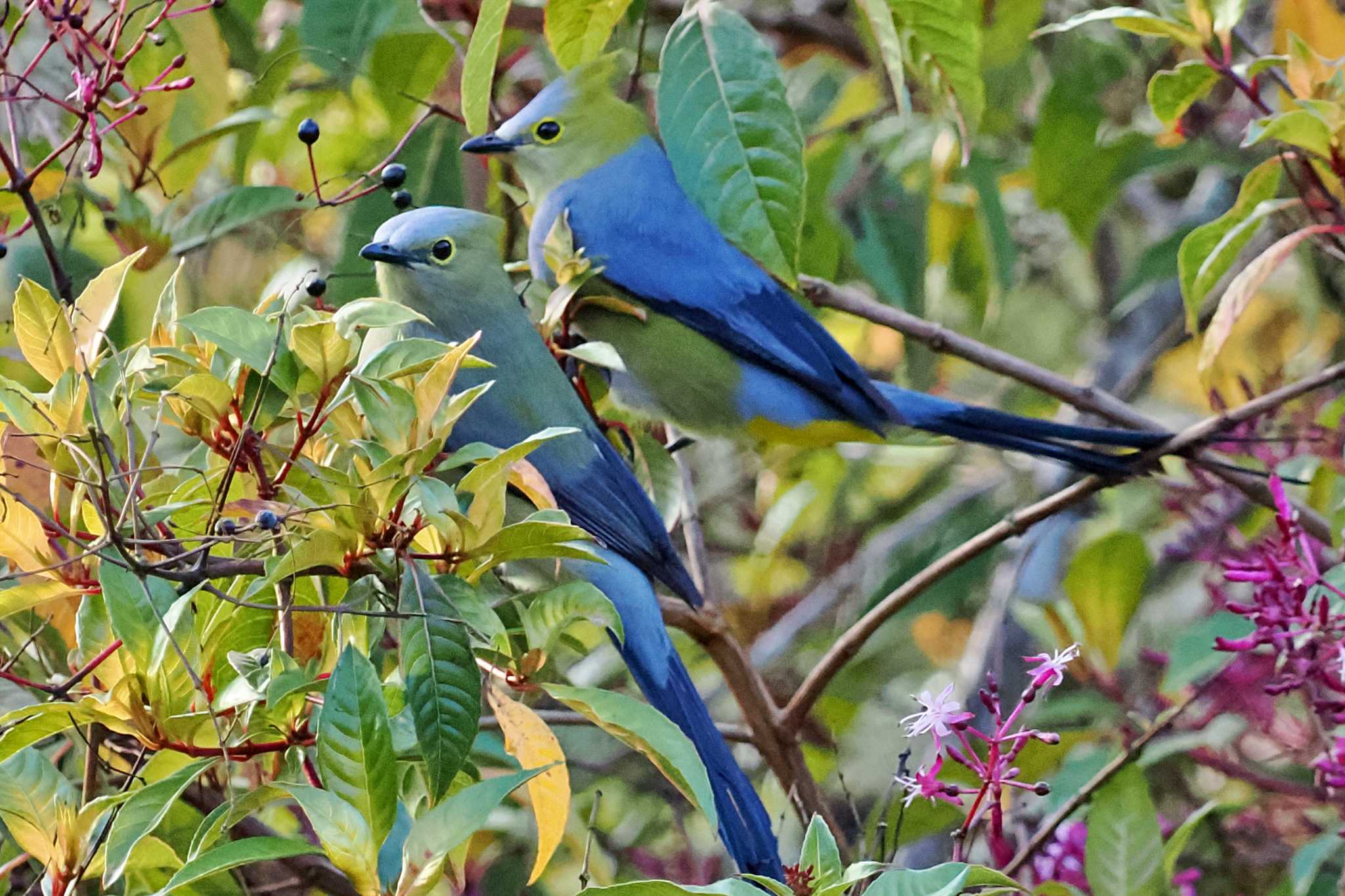 Photo of Long-tailed Silky-flycatcher at Pierella Ecological Garden(Costa Rica) by 藤原奏冥