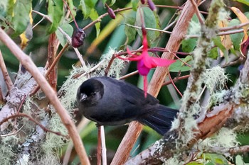 クロキモモシトド Miriam's Quetzals(Costa Rica) 2024年2月12日(月)