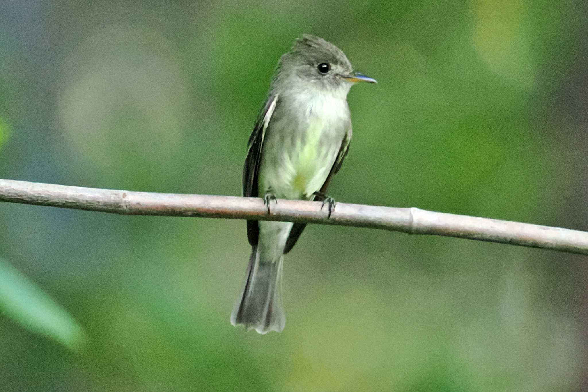 Photo of Eastern Wood Pewee at Trogon Lodge(Costa Rica) by 藤原奏冥