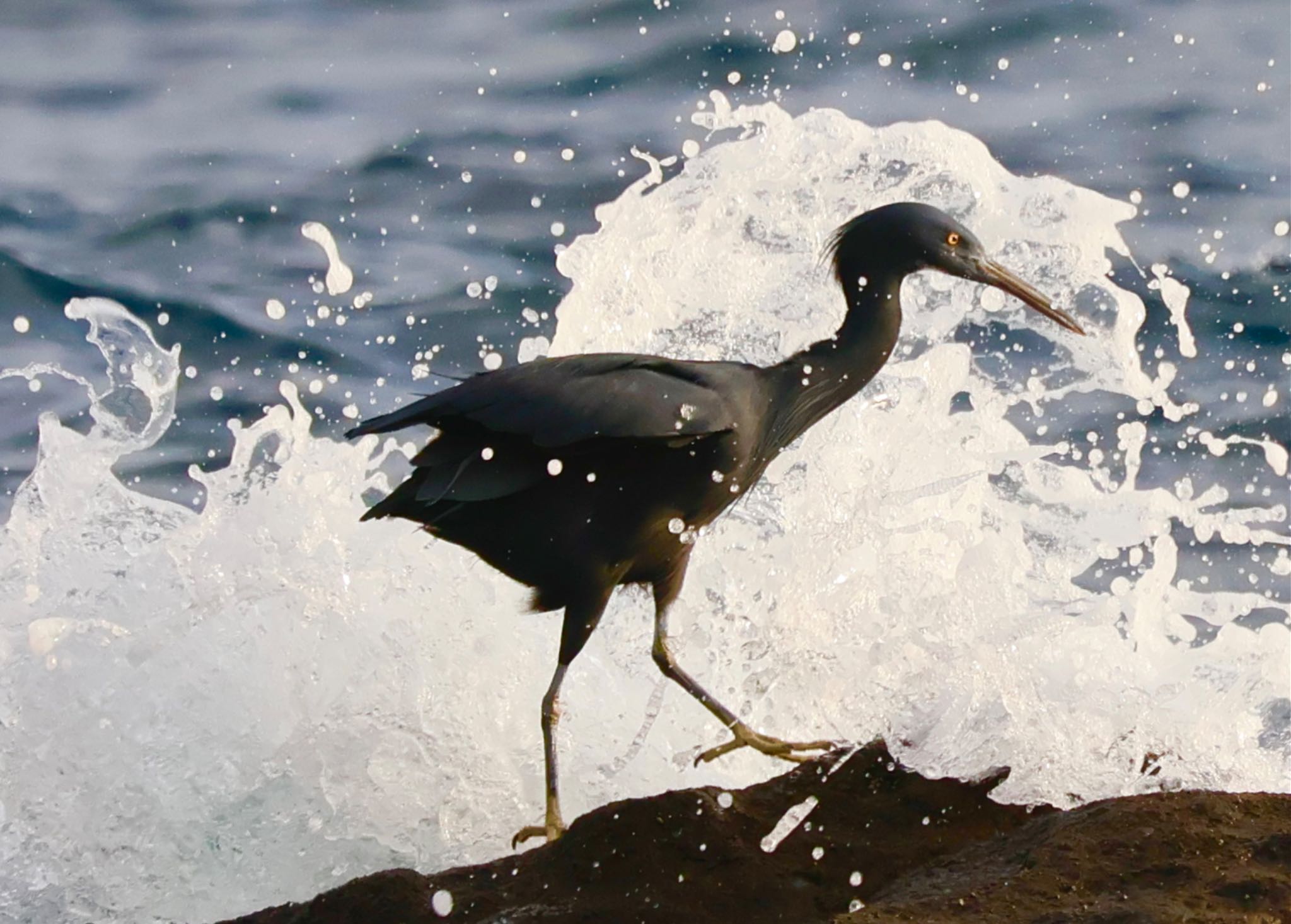 Pacific Reef Heron