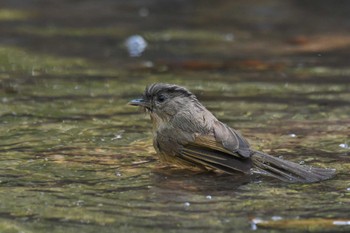 Brown-cheeked Fulvetta Phu Khiao Wildlife Sanctuary Tue, 2/11/2020