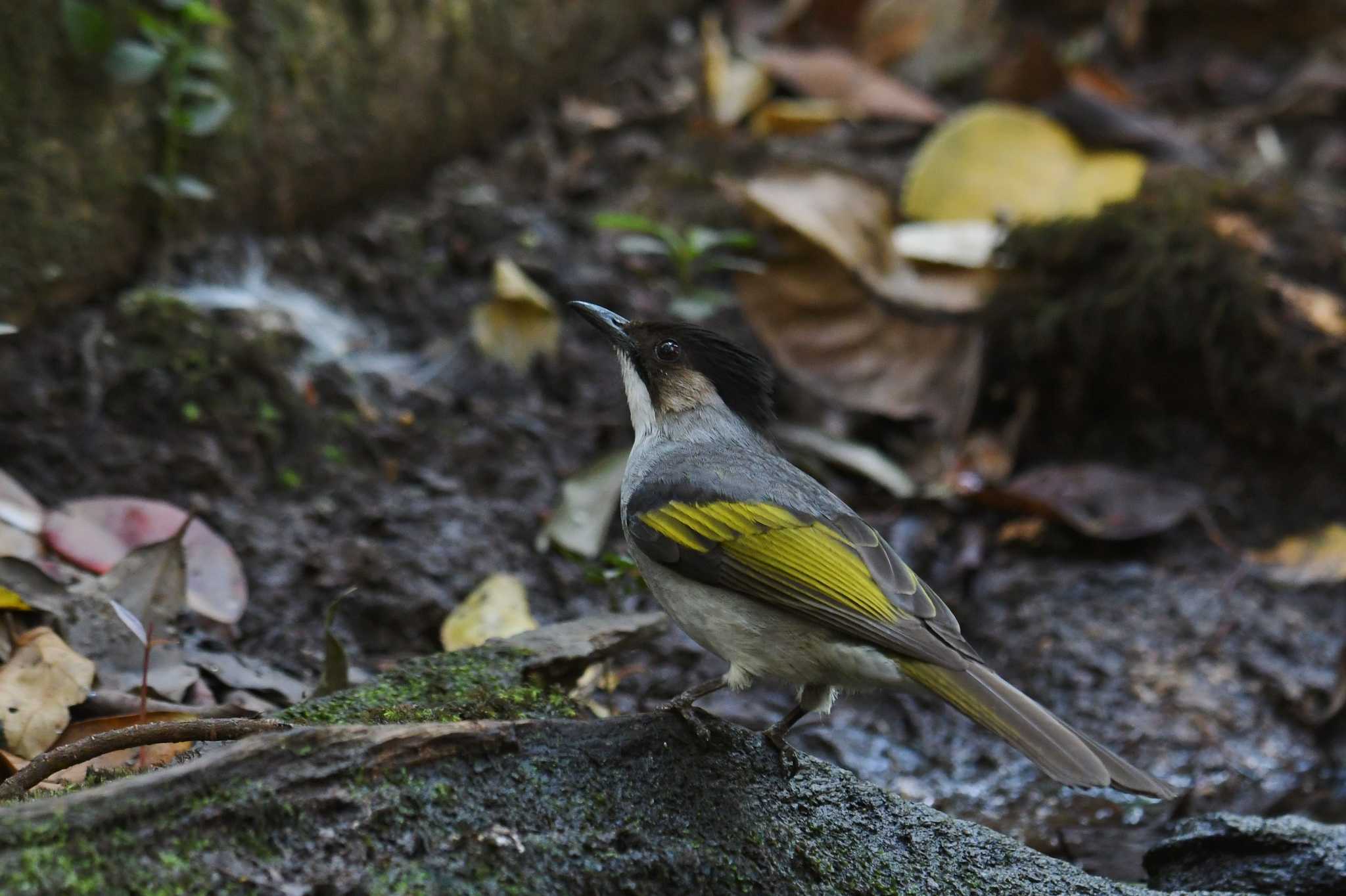 プーキィアオ野生動物保護区 キバネヒヨドリの写真 by あひる