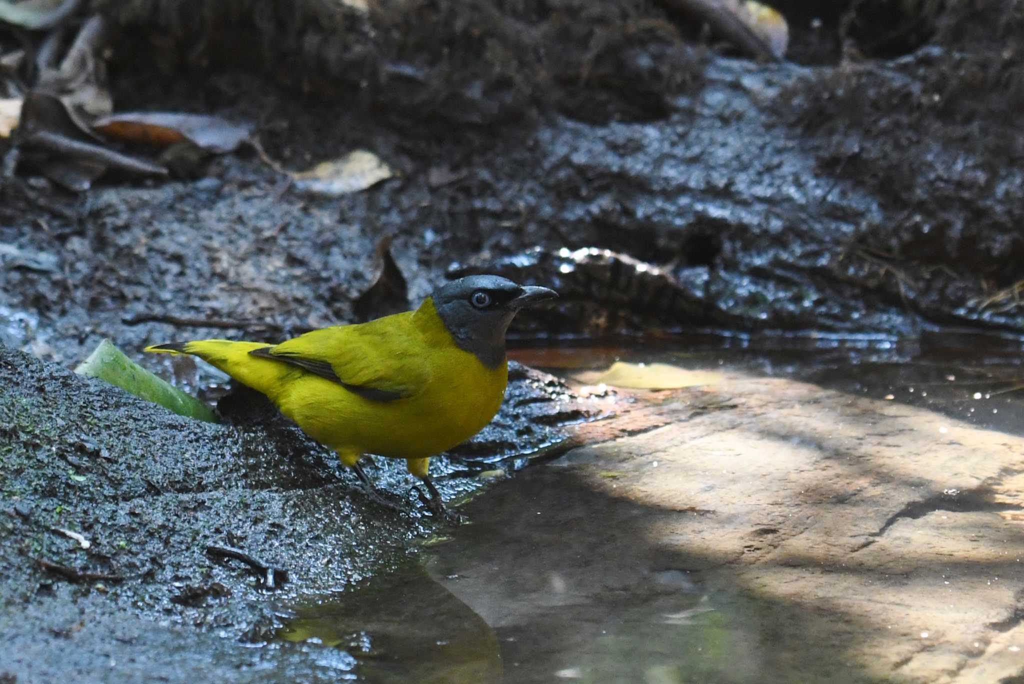 Photo of Black-headed Bulbul at Phu Khiao Wildlife Sanctuary by あひる