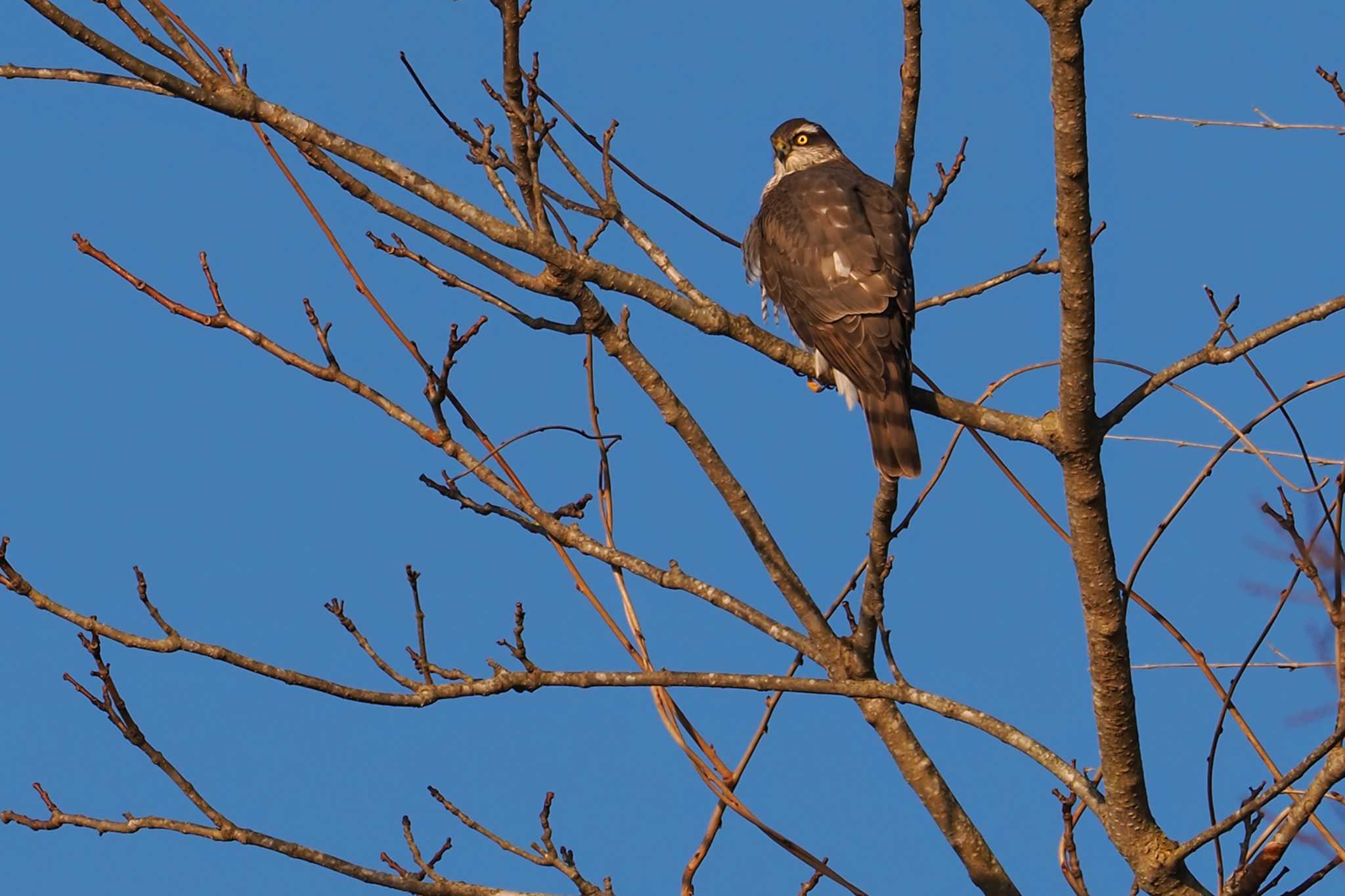 Eurasian Sparrowhawk