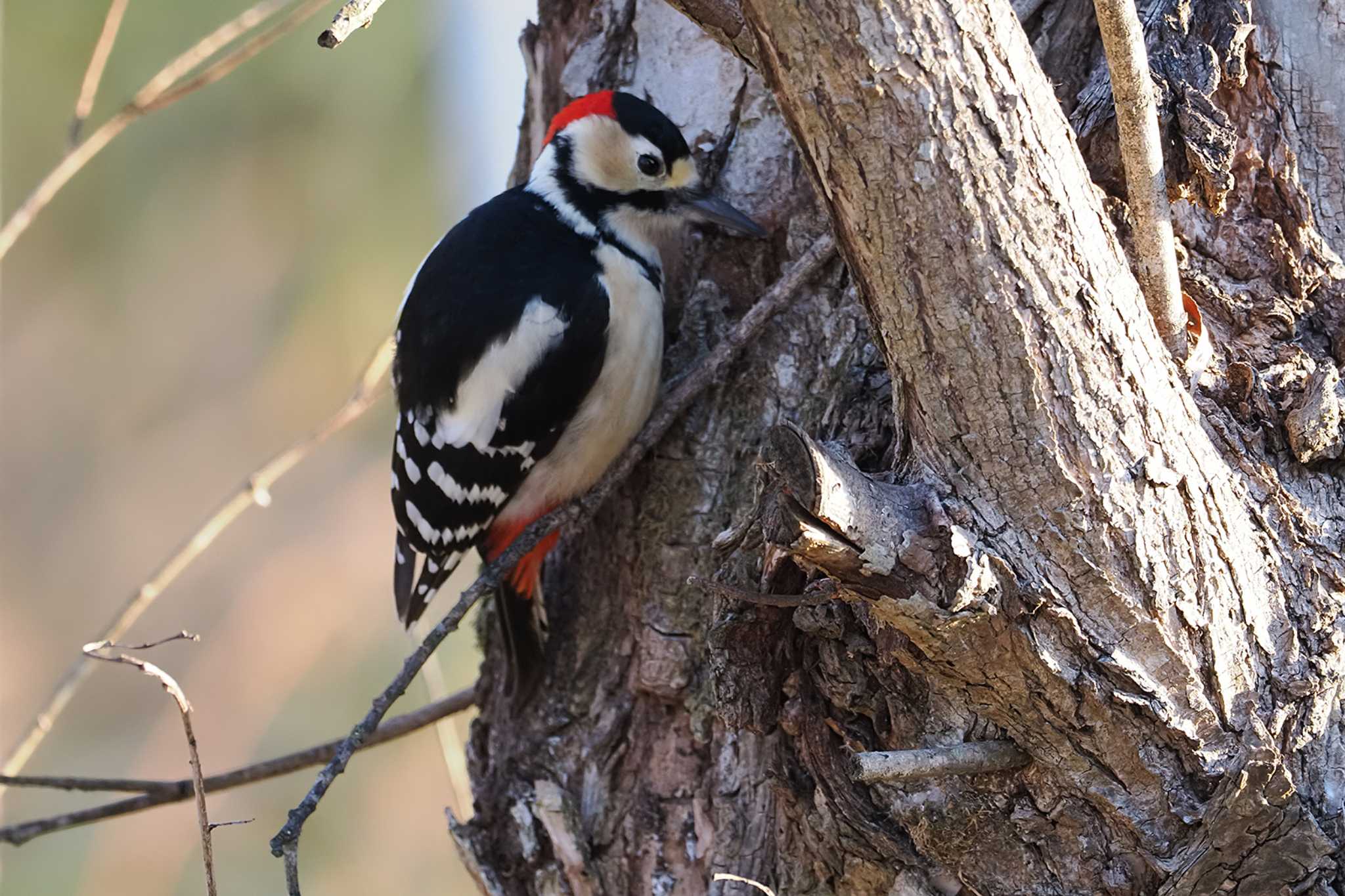 Great Spotted Woodpecker