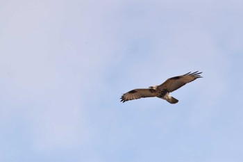 Eastern Buzzard 恩智川治水緑地 Sat, 2/10/2024