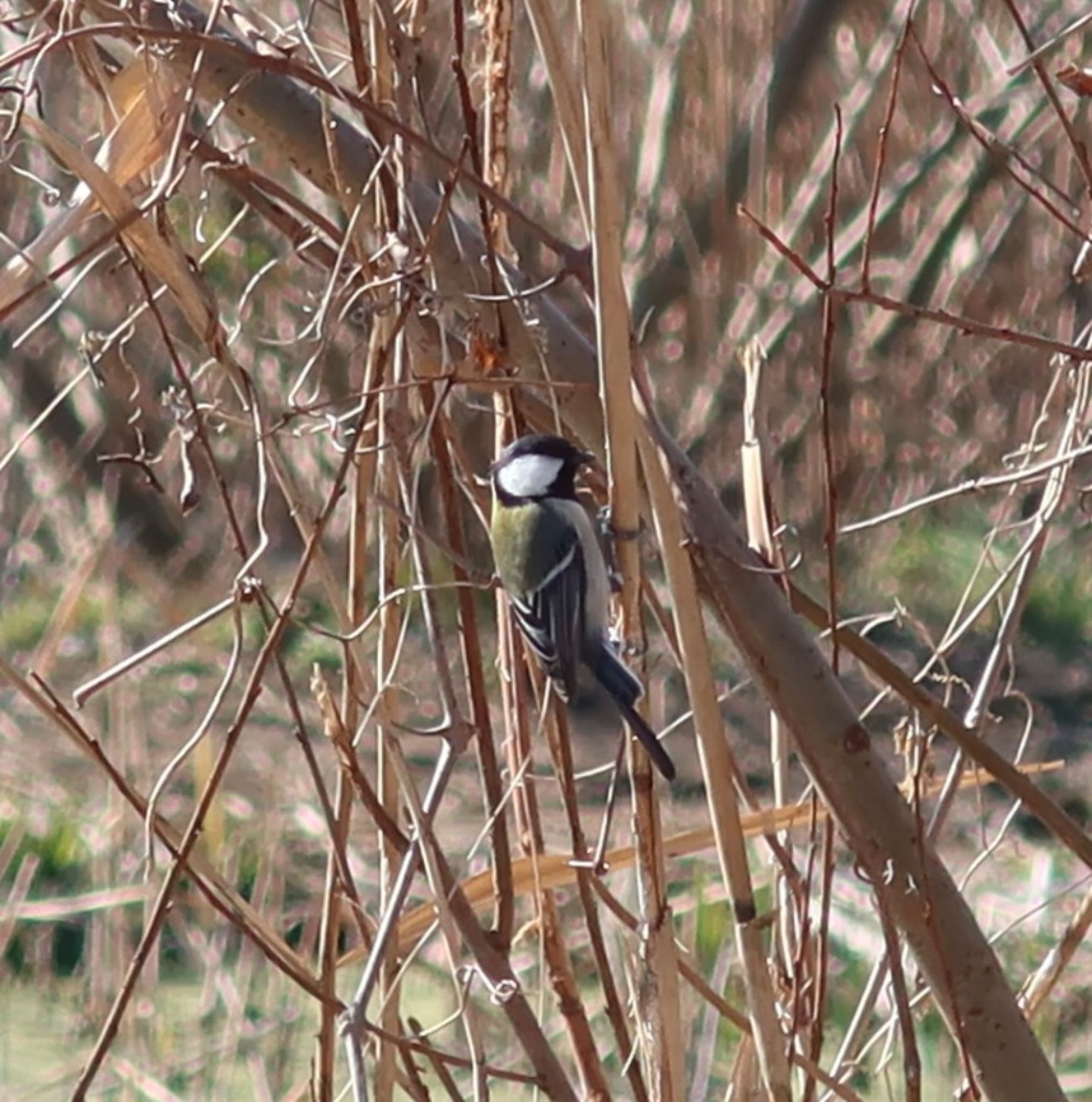 シジュウカラ