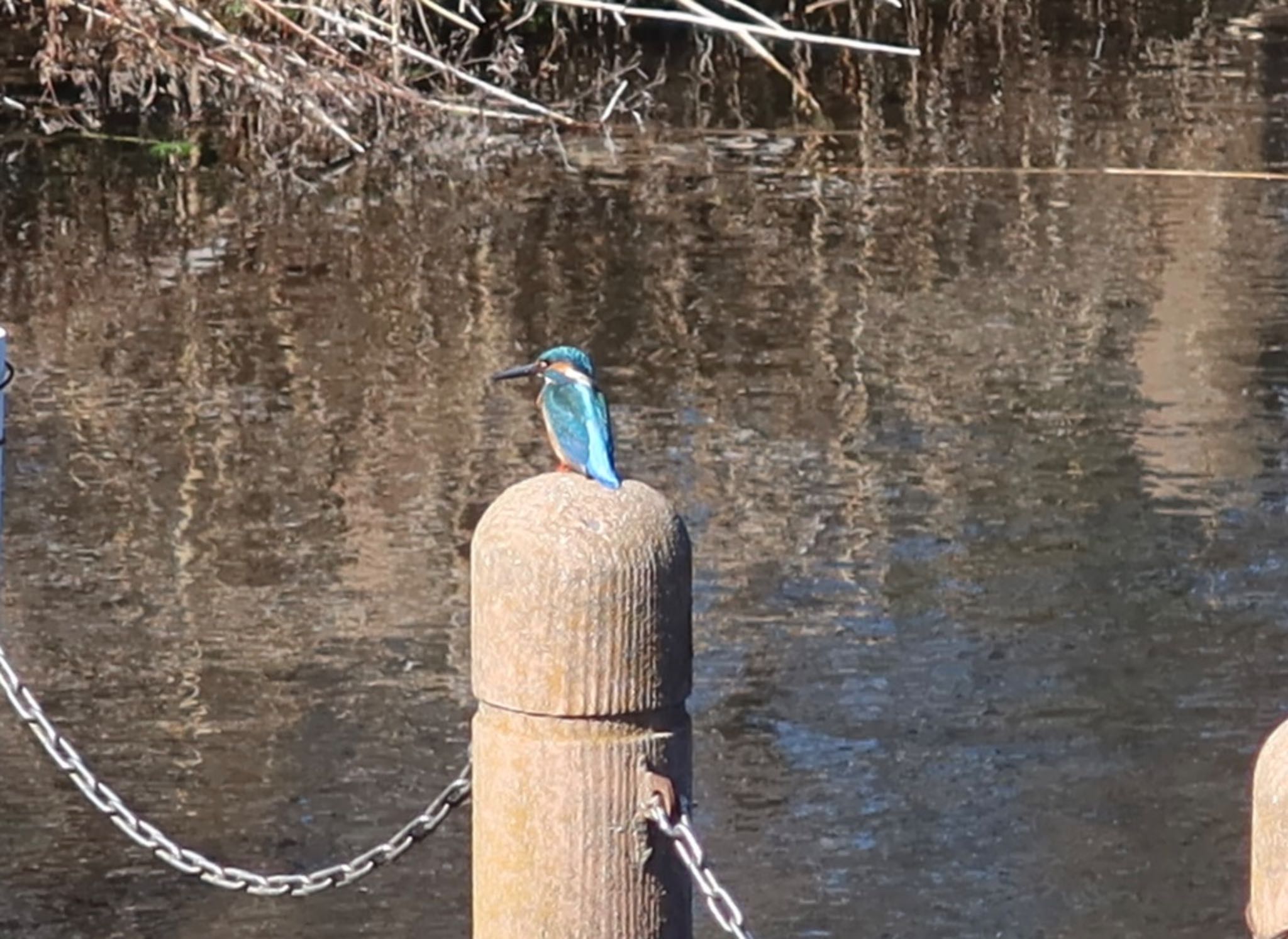 カワセミ