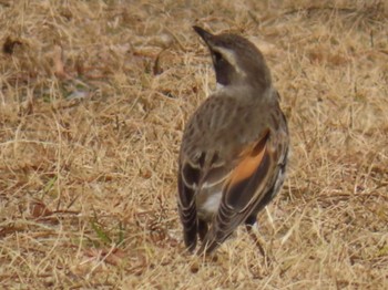 ツグミ 東京港野鳥公園 2024年2月12日(月)