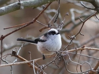 Long-tailed Tit Kobe Forest Botanic Garden Sun, 2/11/2024