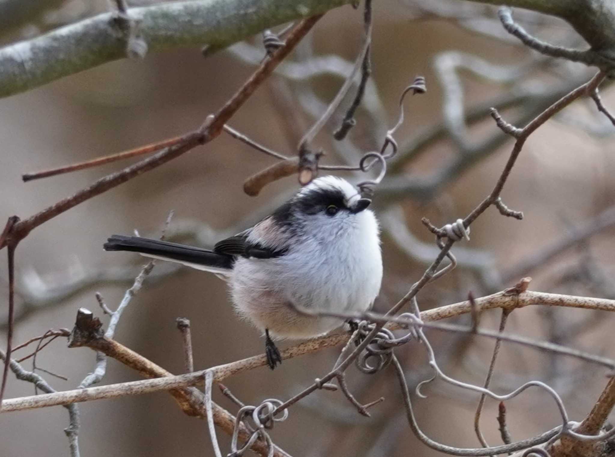 Long-tailed Tit