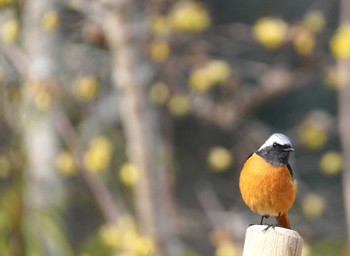 Daurian Redstart Kobe Forest Botanic Garden Sun, 2/11/2024