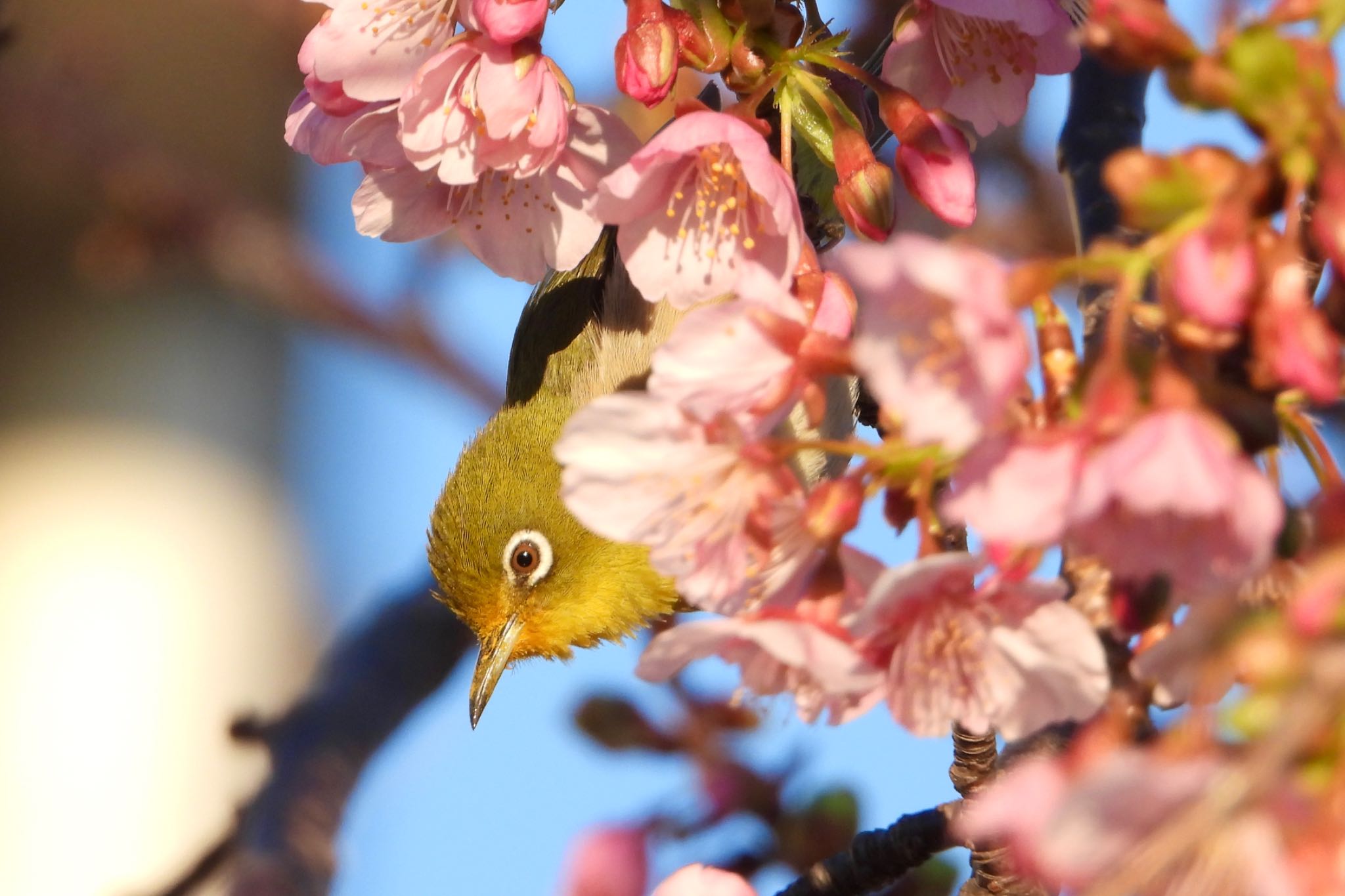 神奈川県 メジロの写真 by biglife_birds