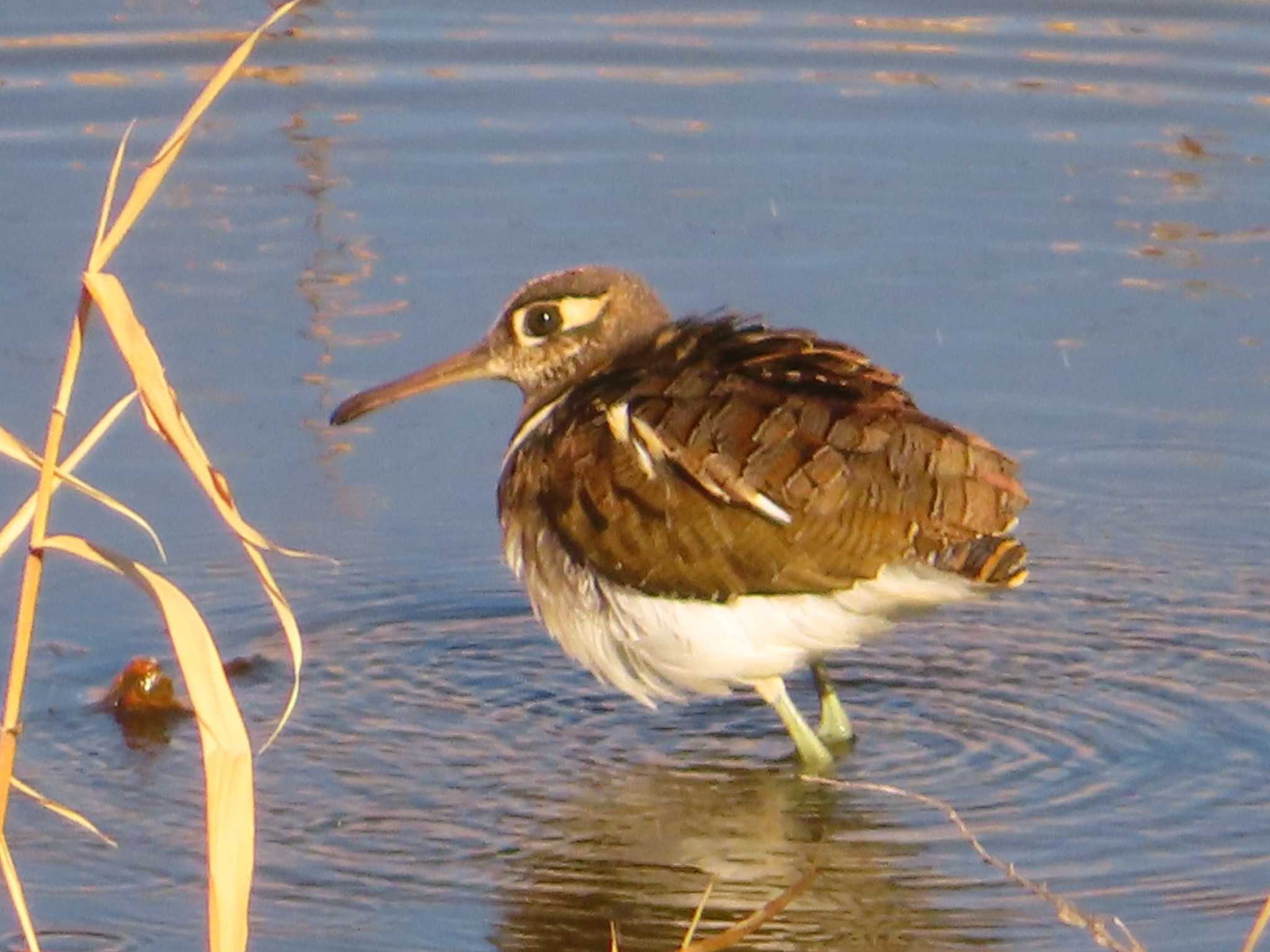 Greater Painted-snipe